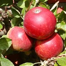 Æbletræ 'Ingrid Marie'